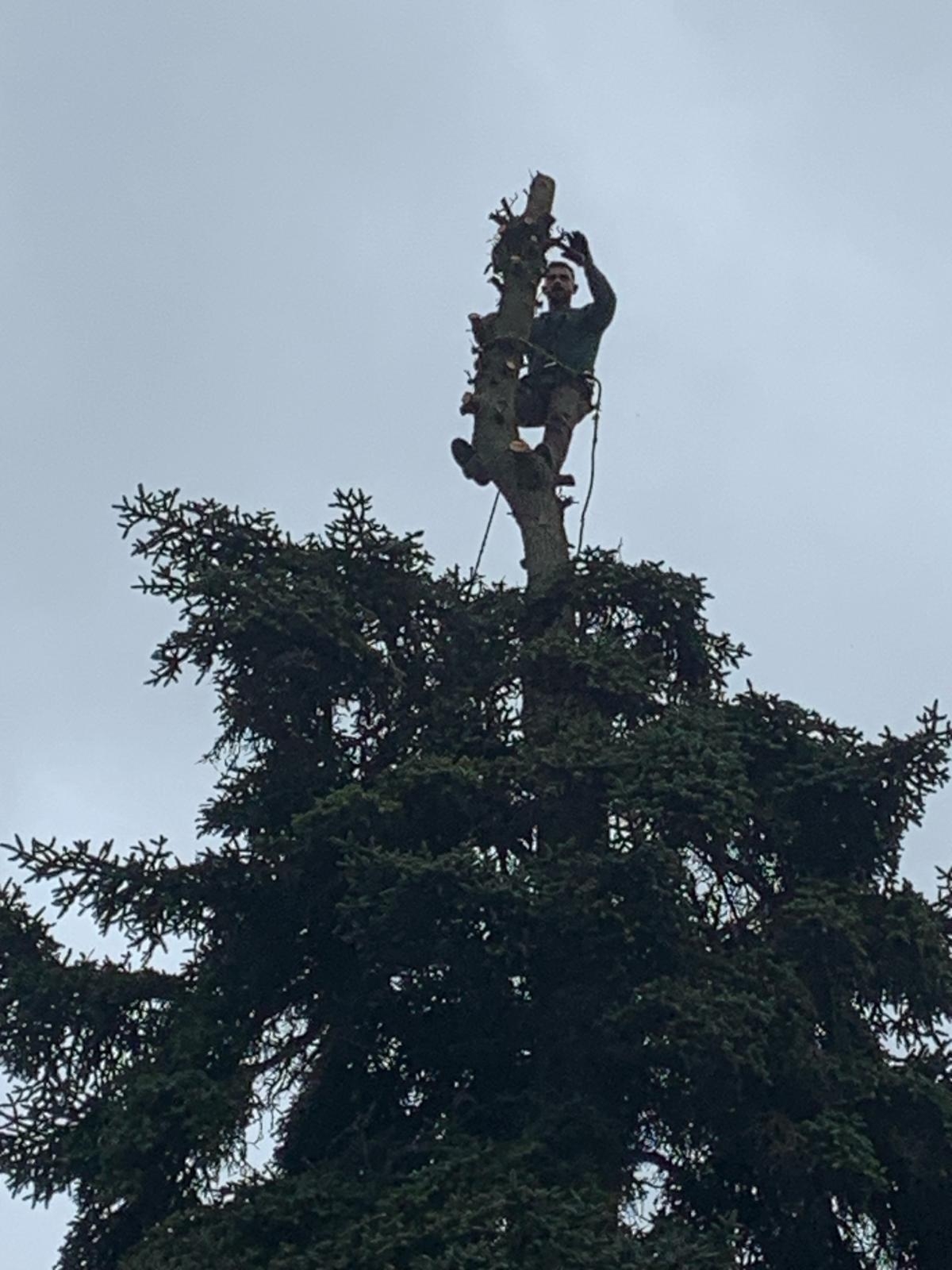 grimpeur pour abatage arbre